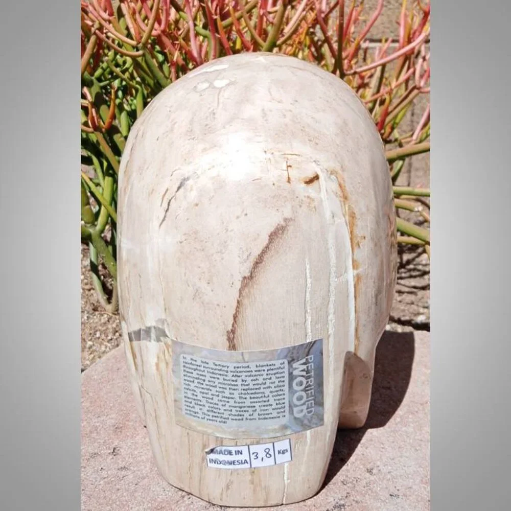 HUGE! Petrified Wood SKULL stone rock crystal